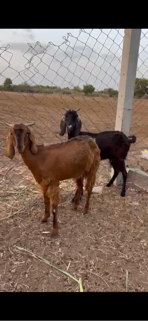પ્યોર કાઠીયાવાડી બકરી ની જોડ આપવાની છે