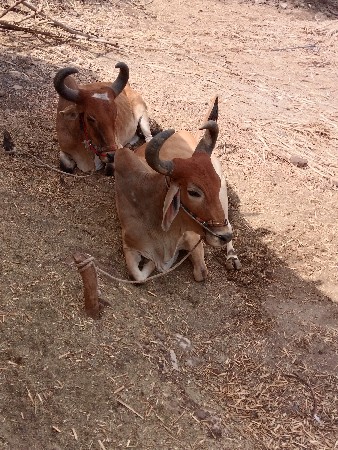 ત્રીજી વાવણી વવાહે બેય એક મોડલ