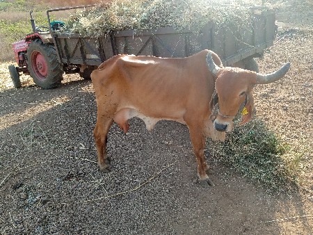 હા ગાય વેચવાની છે