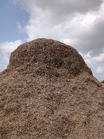 મગોટુ વેચવાનું છે.