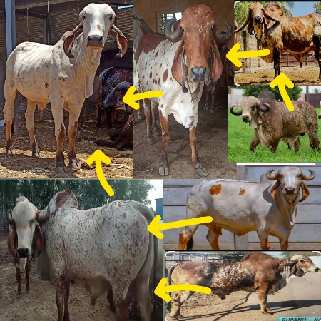 Bull sell <> વાછડા