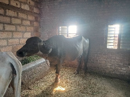જાફરાબાદી ભેંસ વેચવાની છે