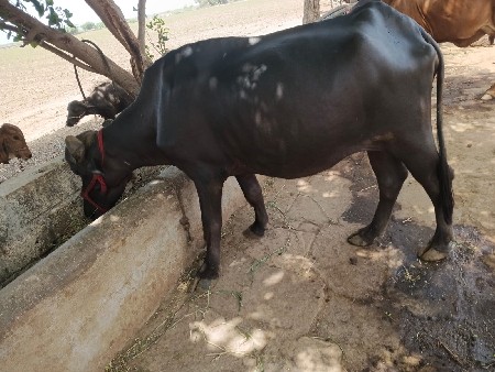 ખડેલી વેચવાની છે