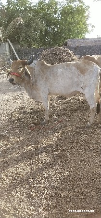 હોડકી વેચવાની છે