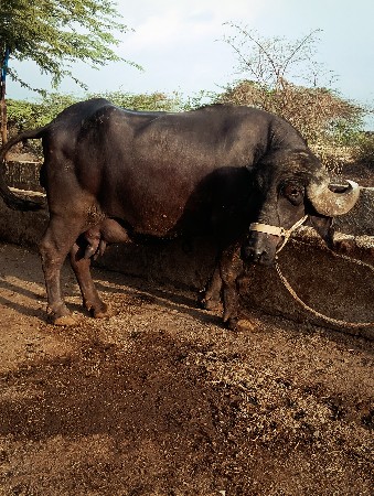 ભેસ વેસવાનિ છે