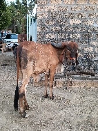 હોડકી વેસવાની છે