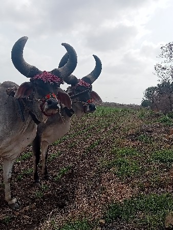 ગોધલા વેચવાના છે