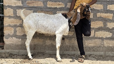 બકરી તોતાપુરી