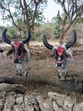 બળધું વેચવાના છે ચાર વાવણીના છે
