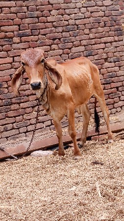 વાસળી વેચવાની છે