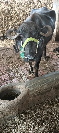 ખડેલી