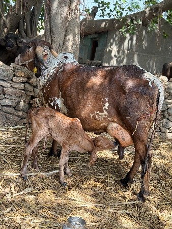 કાબરી ગીર ગાય