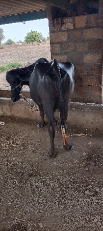2.ખડેલા