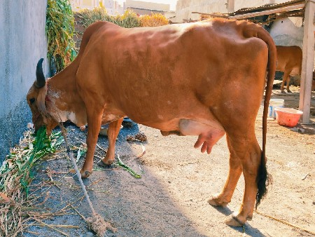 ગાય વેચવાની