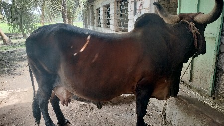 ગાય વેચવાની છે