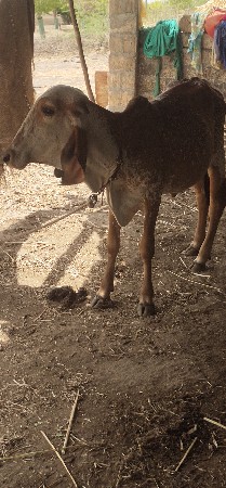 વાસડીવેચવાનિછે
