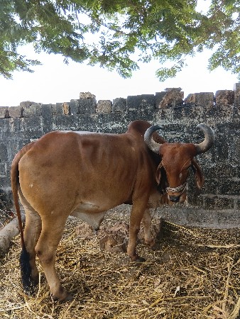 બ
બરધ વેચવાનો છે.