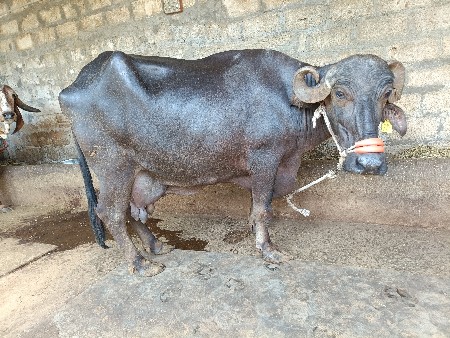 લેવી હોય ઇજ ફોન કરજો