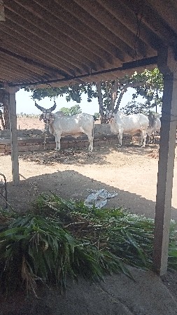 વઢીયાળા વાસડા વેચવાના છે