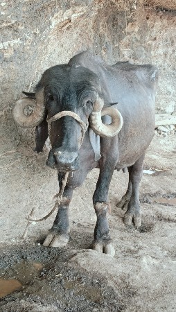 ખડેલી વેચવા ની છે 2 વેતર વિયાણી છે