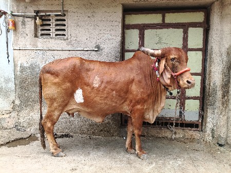 કપિલા ગાય વેચવાની છે