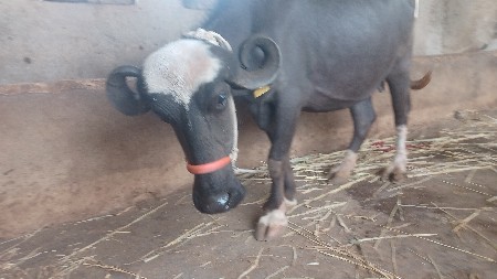 ભેંસ વેચવાની છે
