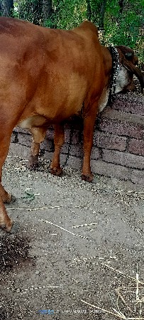ઓડકી