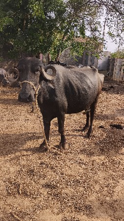 ખડેલા