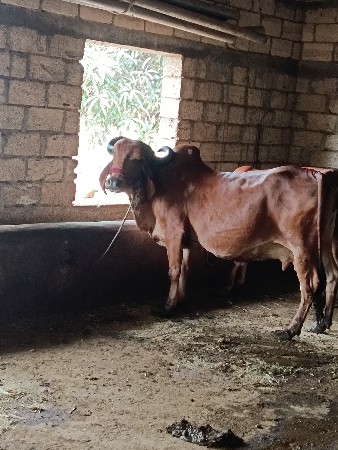 ગાય વેચવાની છે દસ દિવસમાં વ્યાસે