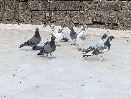 8નગ છે કબુતર