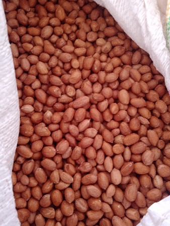 37 નબર કોરો ફોટ દાણા