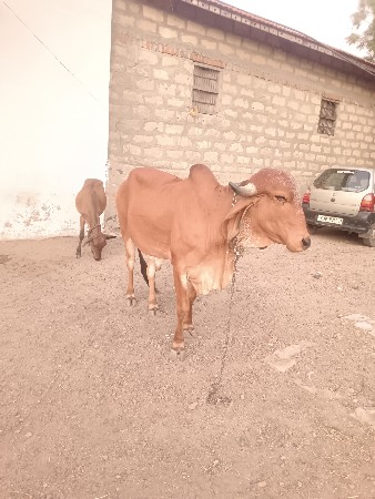 વસાડી