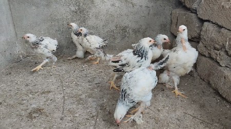 બ્રહ્મા ના બચ્ચા દેવાના છે