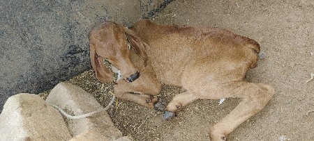 ગાય વેચવાની છે