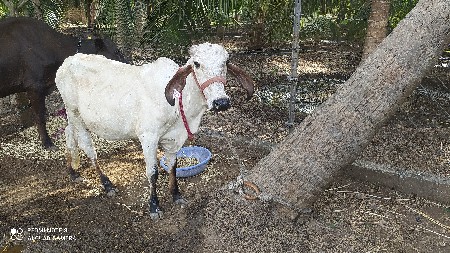 વાછડી લીલડી મફત મા 10037ની વાછડી