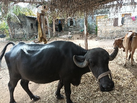 ભેંસ વેચવાની છે.