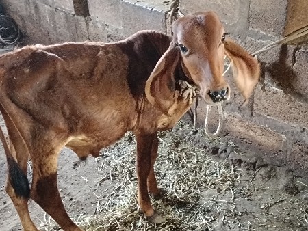 વાસળો આપવાનો છે
