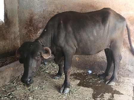 ખડેલી
