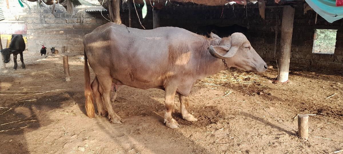 ભેશ વેશવાની છે