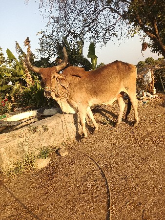બળદ વેચવા નો છે.