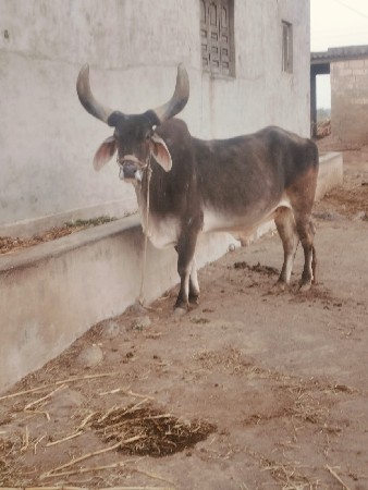 બળદ વેચવાનો છે
