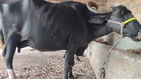 ભેંસ વેચવાની છે