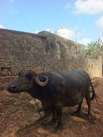 ભેંસ વેચવાની છે