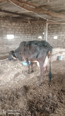 ત્રીજું વેતર