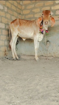 સુવર્ણ કપિલા વાસડી