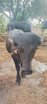 પાડો વેચવાનો છે