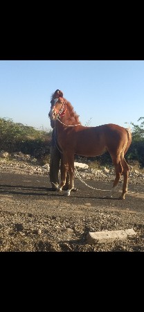 વશેરી વેચવાની છે પોરબંદર