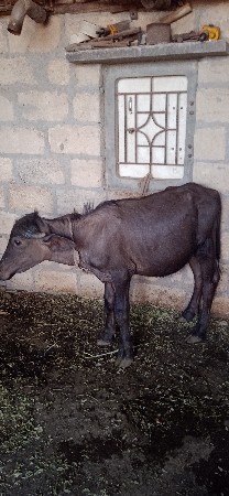 પાડો વેચવાનો છે