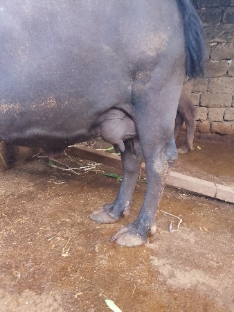 દોઠ મહીના વ્યાણલ