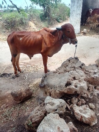સુત્રાપાડા